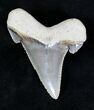 Gorgeous Auriculatus Tooth - South Carolina #20018-1